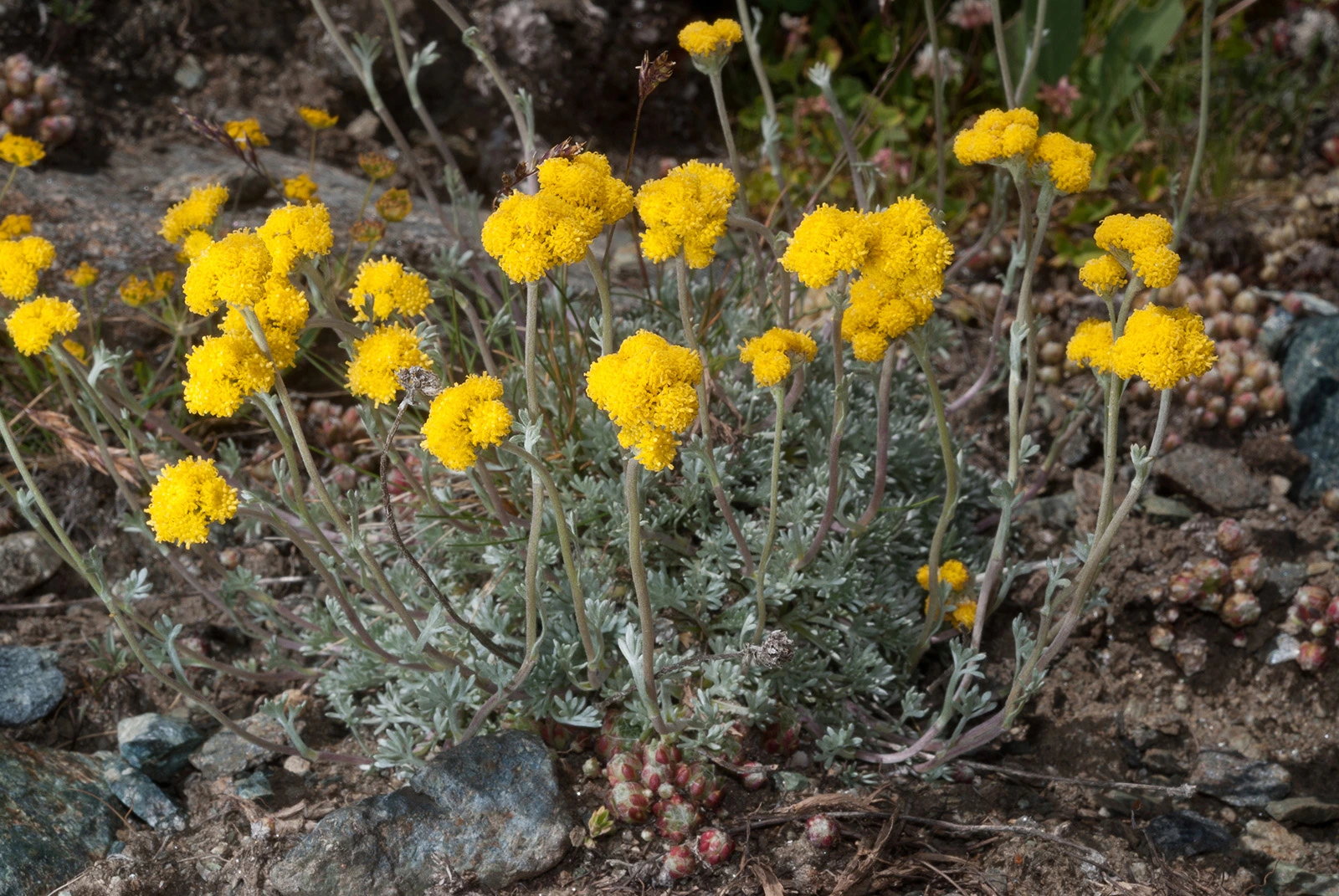 Photo Maurizio Broglio - Artemisia glacialis